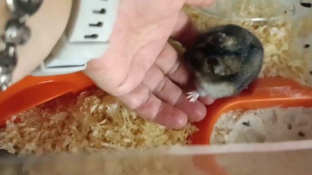 Будни хомяка: ем корм и кручу колесо