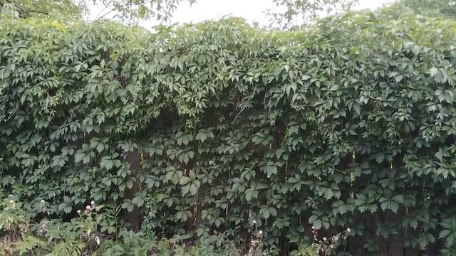 Девочки теперь живут на даче