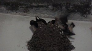 Птенцы ласточки крупным планом. Видео снято в заброшенном здании