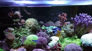 Морской аквариум 350 литров под музыку.