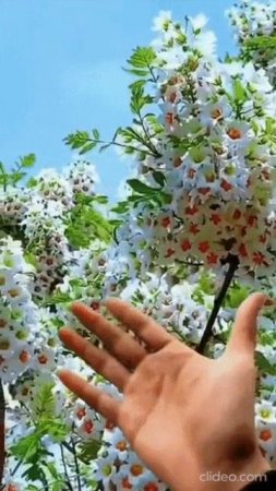 ОТЛИЧНОГО НАСТРОЕНИЯ. Shorts.
