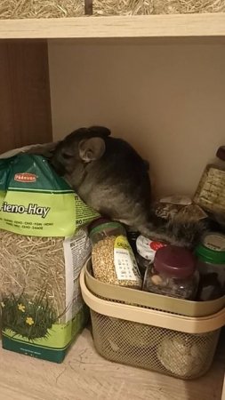 Когда нашел шкаф с вкусняшками, но пошел есть сено. Шиншилла Шустрик
