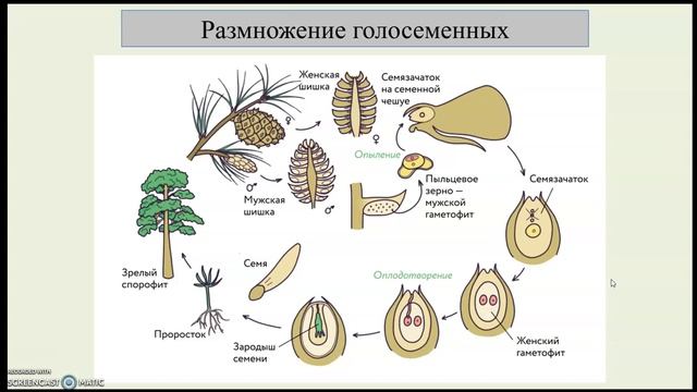 Урок. Отдел Голосеменные растения