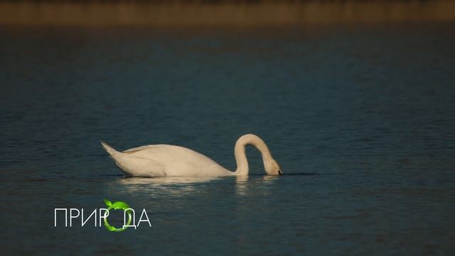 Лебедь-шипун, Cygnus olor