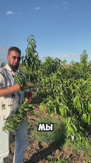 Разгружающая обрезка, чтобы созрели почки и урожай.