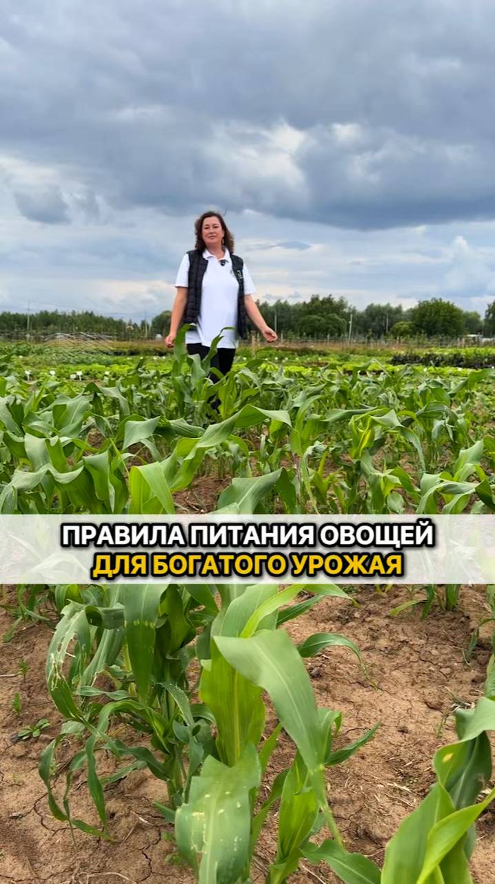 ГЛАВНЫЕ правила питания всех овощей для богатого урожая!
