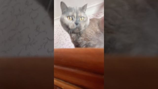 БасЬкуСиК смотреть онлайн