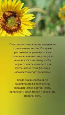 Как подсолнухи следуют за солнцем 🤗🌻🌞