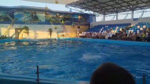 Захватывающие шоу в дельфинарии в Голубицкой