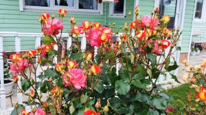 Жара!🌞 Цветут розы! 🌹Ленобласть.🌺