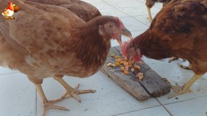 Куры несушки молодки породы Род Айленд ❣️ 132-133 дня  🤗🥚😂