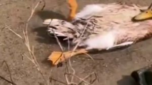 Пенсионерам России классного дня