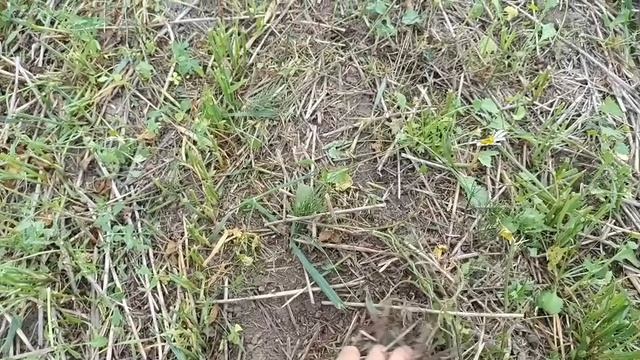 Безпахотный овес