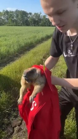 Видео,которое поднимет вам настроение 😂 #рекомендации #животные #юмор