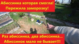 Раз абиссинка, два абиссинка! Абиссинок мало не бывает!