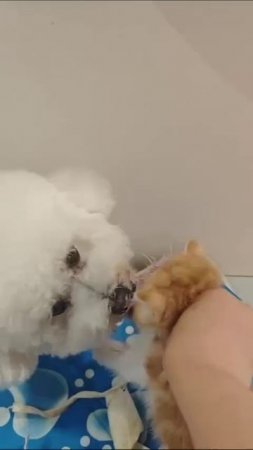 Кото мойка
