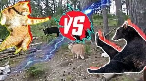 Кот звезда Рутуба!! Русский кот против Русского медведя!