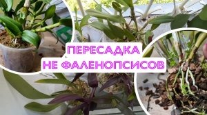 Пересаживаю орхидеи денрофаленопсисы и каттлеи