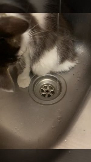 Кот Посейдон