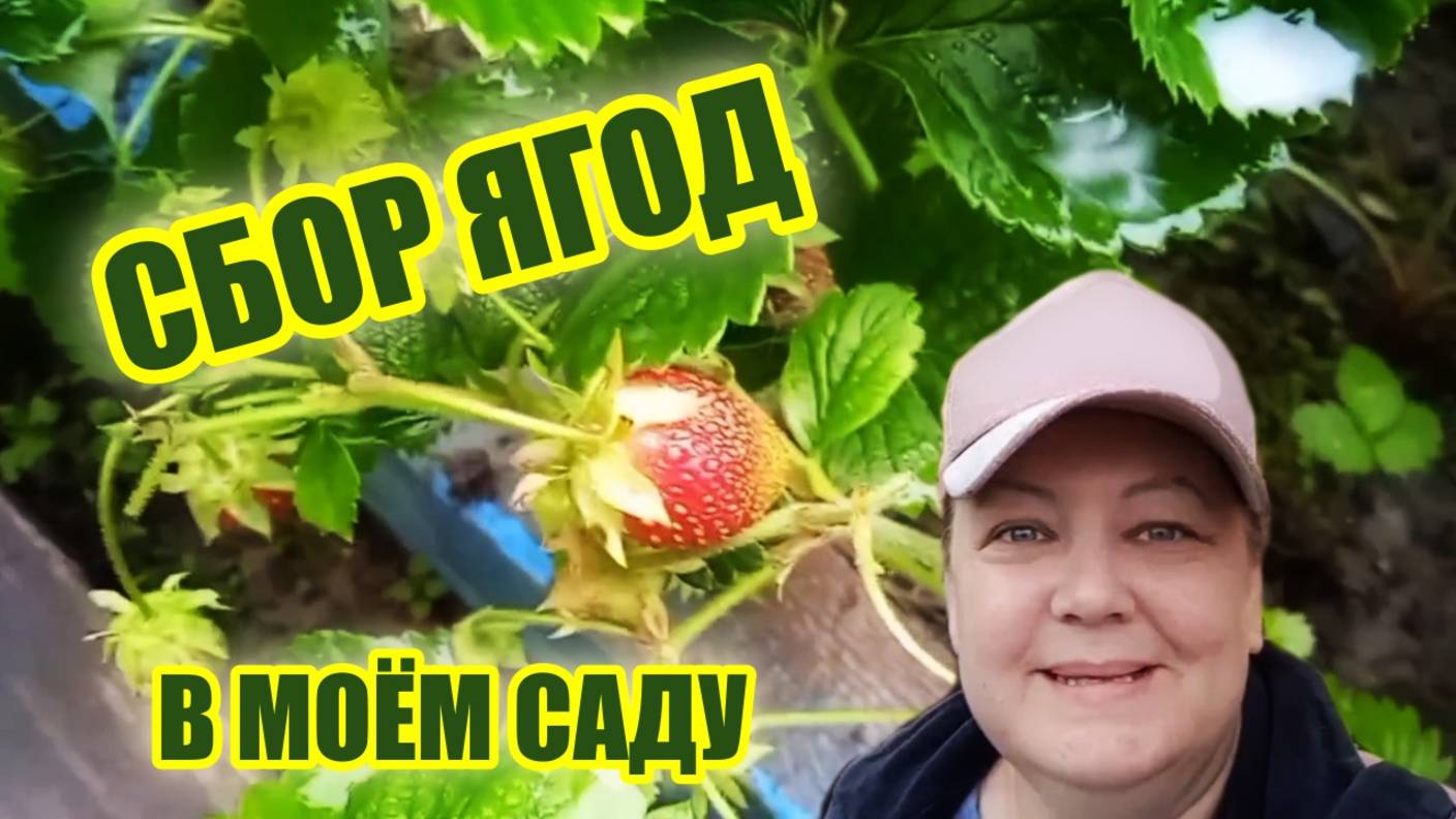 Сбор ягод клубники и малины в моём саду