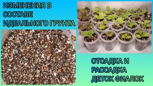 Изменения в составе идеального грунта для фитильного полива. Отсадка и рассадка деток фиалок.