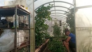 Посадки на грядки
