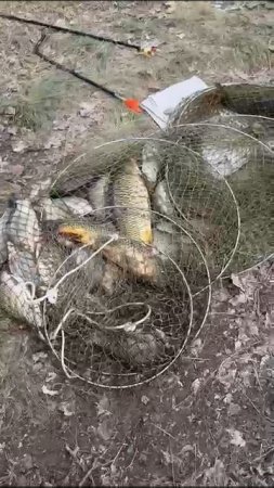 Калач на Дону там поймал