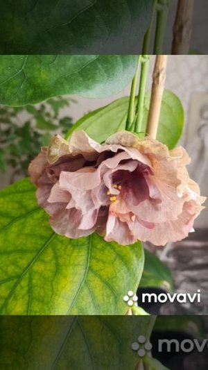 Прекрасный гибискус
