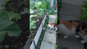 Плановый обход территории 🌱🍅🥒🌺😁