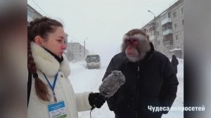 Новости обезьян от нейросети