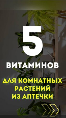 Топ - 5 витаминов для комнатных растений из аптечки #дача #огород #сад #shorts  #комнатныерастения