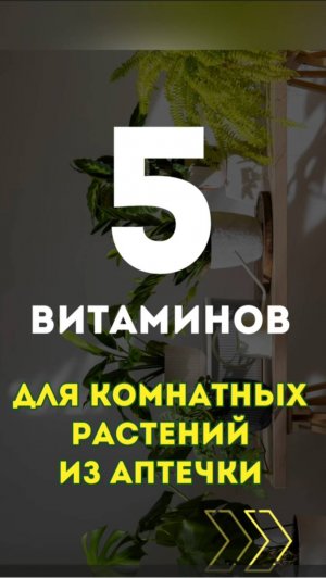 Топ - 5 витаминов для комнатных растений из аптечки #дача #огород #сад #shorts  #комнатныерастения