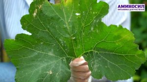 🥒 Правильный уход за кабачками – советы для стабильного урожая