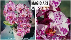 Phal. Magic Art бабочка 🌸 Домашнее цветение голландского фаленопсиса Мэджик Арт | Обзор сорта
