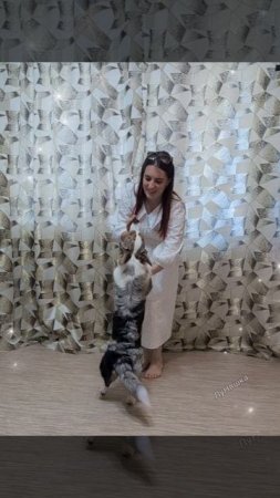 😉Корги танцует 😀учимся 🥰
#корги #собака
