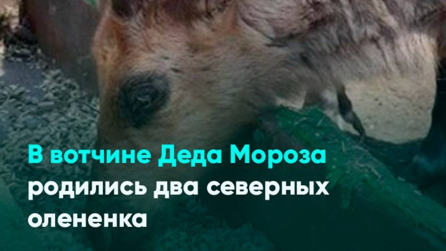 В вотчине Деда Мороза родились два северных олененка