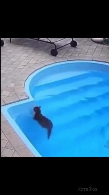 Отставить панику!! 🙀