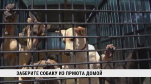 Заберите собаку из приюта домой