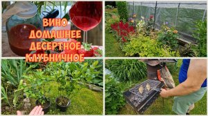 Цветник у теплицы в июле. Ухнули 5 000 руб. Купили голубику. Вечерний обжор жареным сибасом