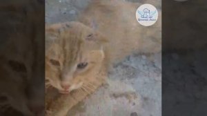 🆘🆘🆘 СБИЛИ КОТИКА И БРОСИЛИ УМИРАТЬ НА ДОРОГЕ 🥺!!!