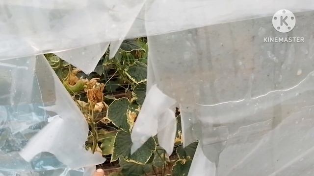 Сильный шторм ломает деревья, срывает шифер, растрепало теплицу.