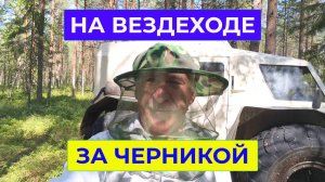 На Вездеходе за Черникой Как собирал и варенье варил. Искали следы Медведя
