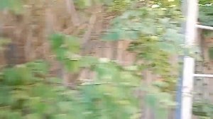 Обучение ёжика в Универсолисе и введение его вОЭС в пирамиду,чтобы нести в жизнь и мируУниверсологию
