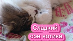 Спящий кот.