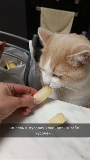 любимое лакомство сфинкса.
забавные видео с кошками 
котики 
зарождения большой дружбы двух Кексов