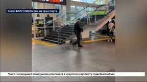 100 граммов марихуаны обнаружила у пассажира в иркутском аэропорту служебная собака