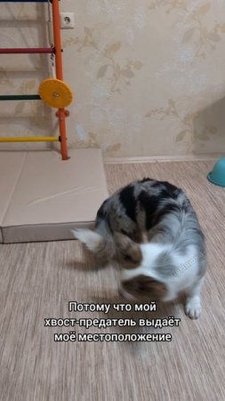 😎Королева маскировки🐶
