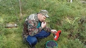 Поход на болото за черникой . Местный промысел