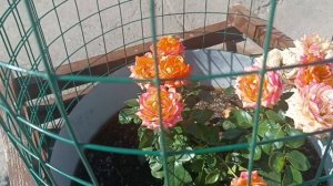 MONA*БОСАЯ*Отличный трек...