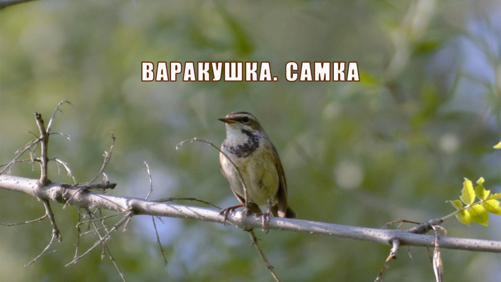 Варакушка самка. Птицы России. Слушать голос варакушки. Наблюдаем за птицами. Голоса птиц.